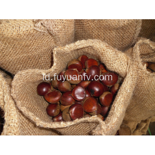 jual chestnut segar yang enak